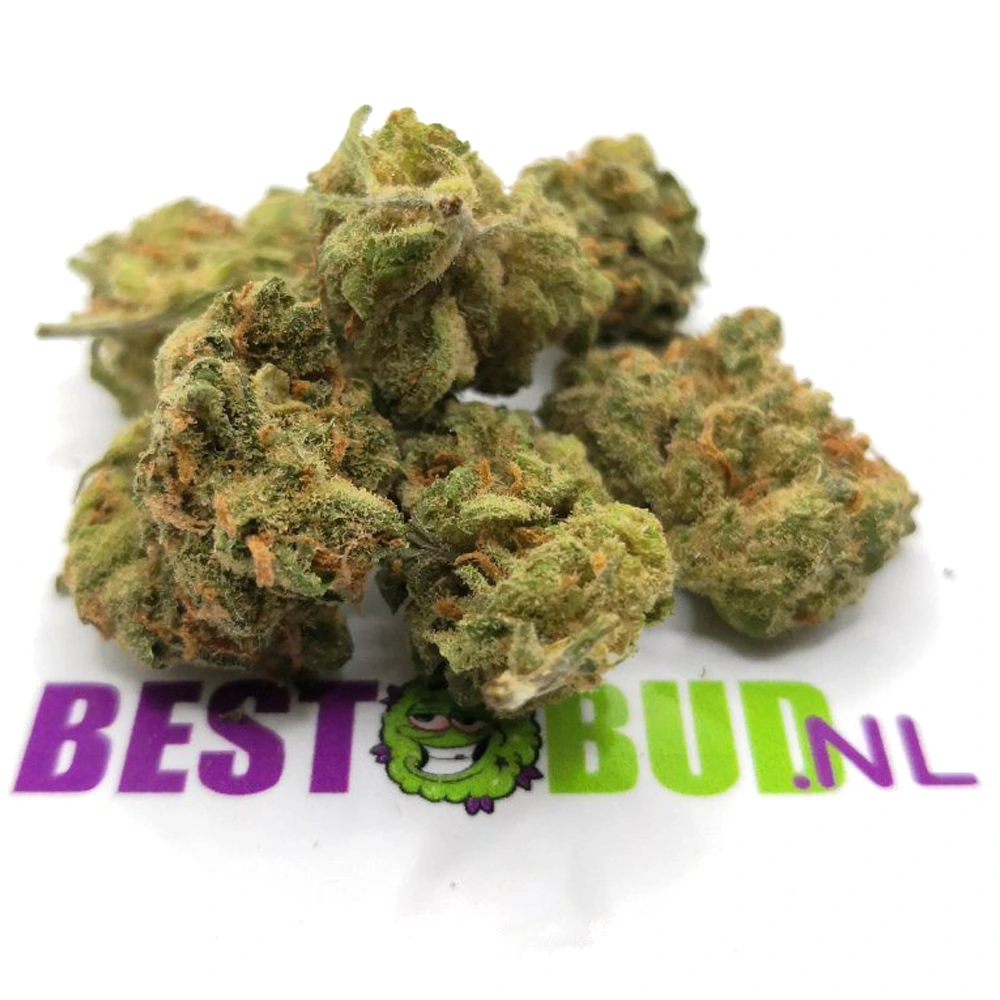amnesia haze popcorn buds 1 1