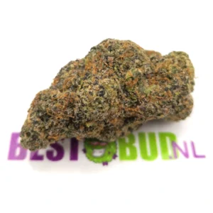 Dream Berry