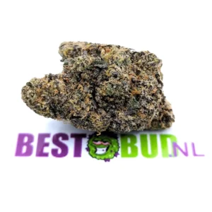Gelato