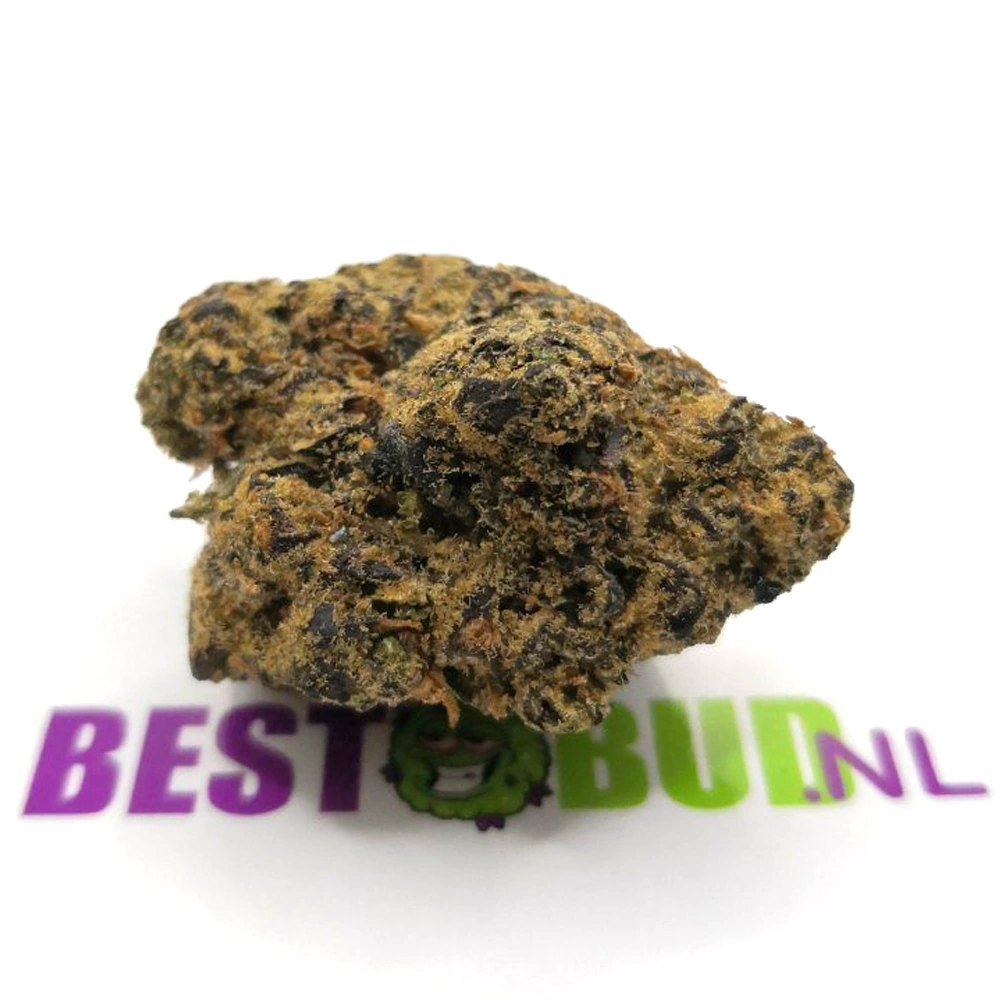 gelato 45 1